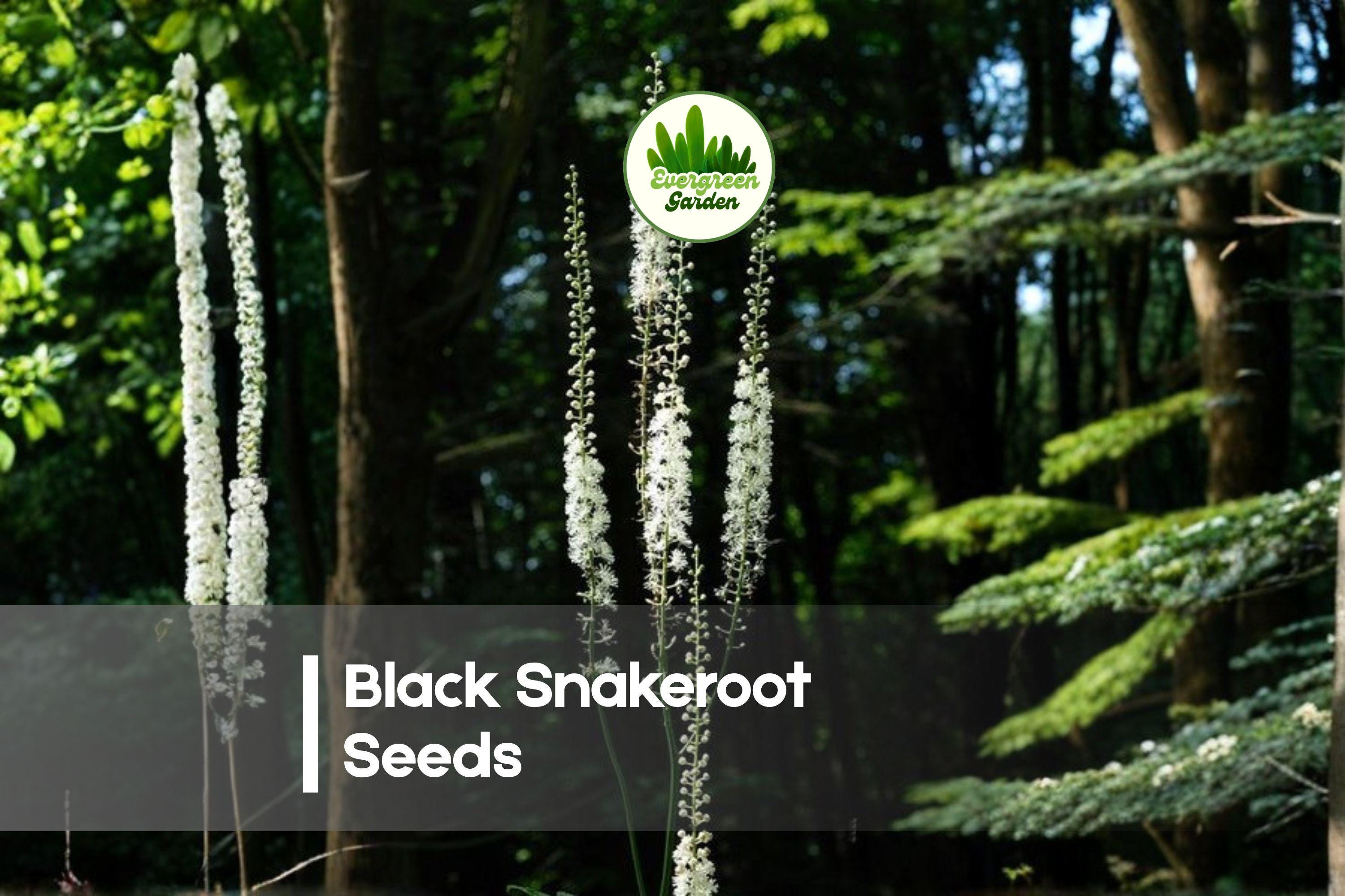 Black Snakeroot Seeds, Perennial, Creamy White Flower Spikes, Cimicifuga racemosa