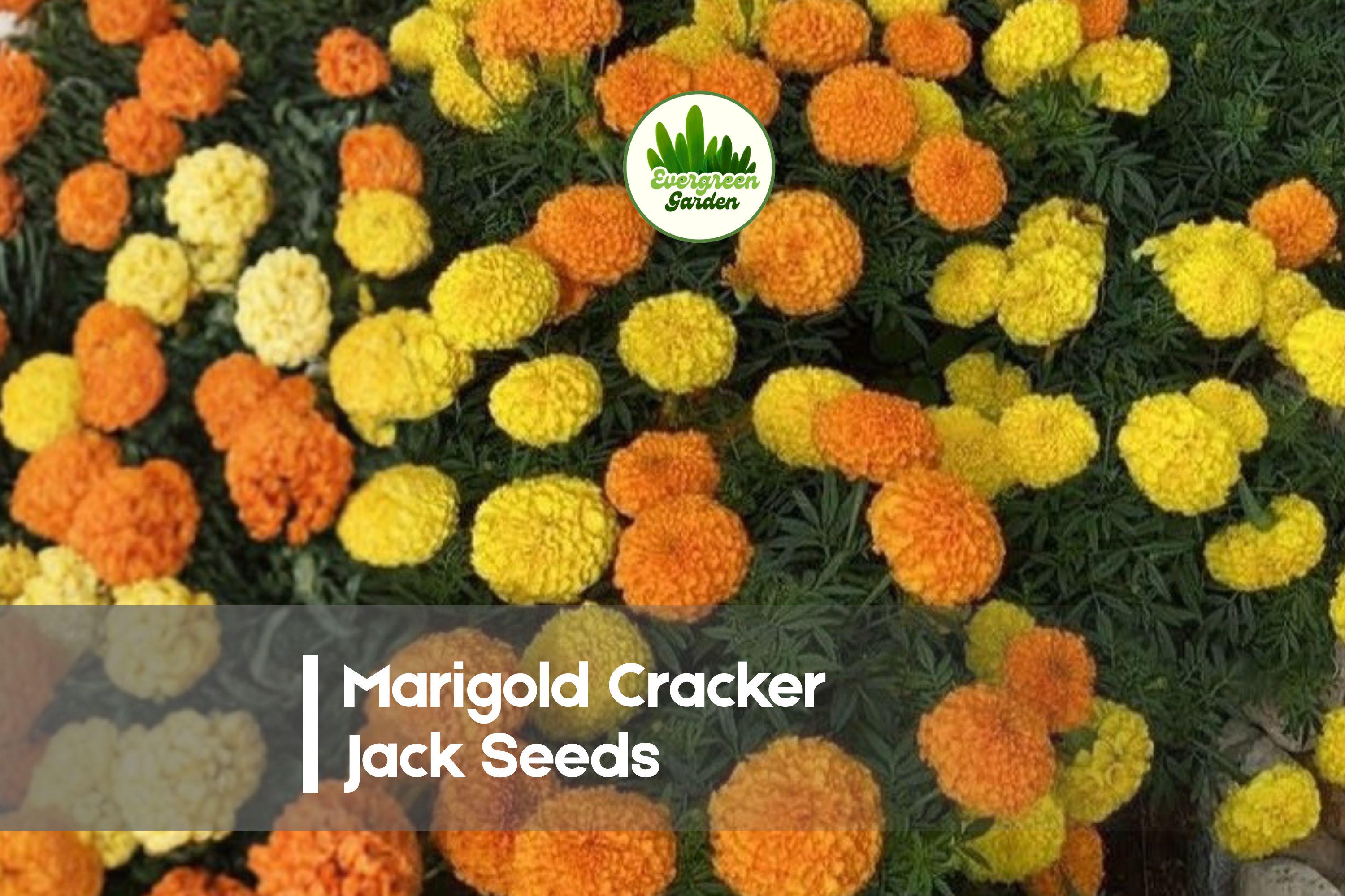 1000 Marigold Cracker Jack Seeds, Tagetes erecta, Bright Yellow-Orange, Large Blooming Annual Flower for Borders & Garden Beds