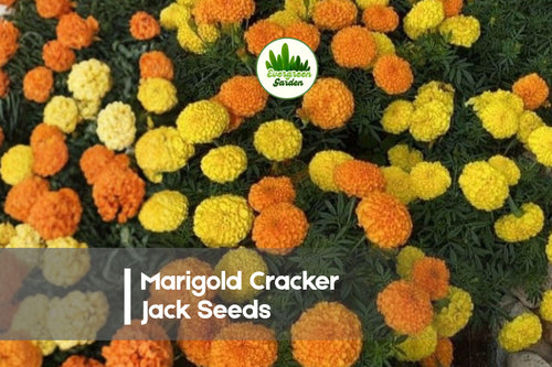 1000 Marigold Cracker Jack Seeds, Tagetes erecta, Bright Yellow-Orange, Large Blooming Annual Flower for Borders & Garden Beds