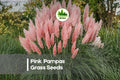 Pink Pampas Grass Seeds - 100 Pack, Ornamental Grass, Tall Pink Plumes, Cortaderia selloana, Landscaping & Decorative Garden