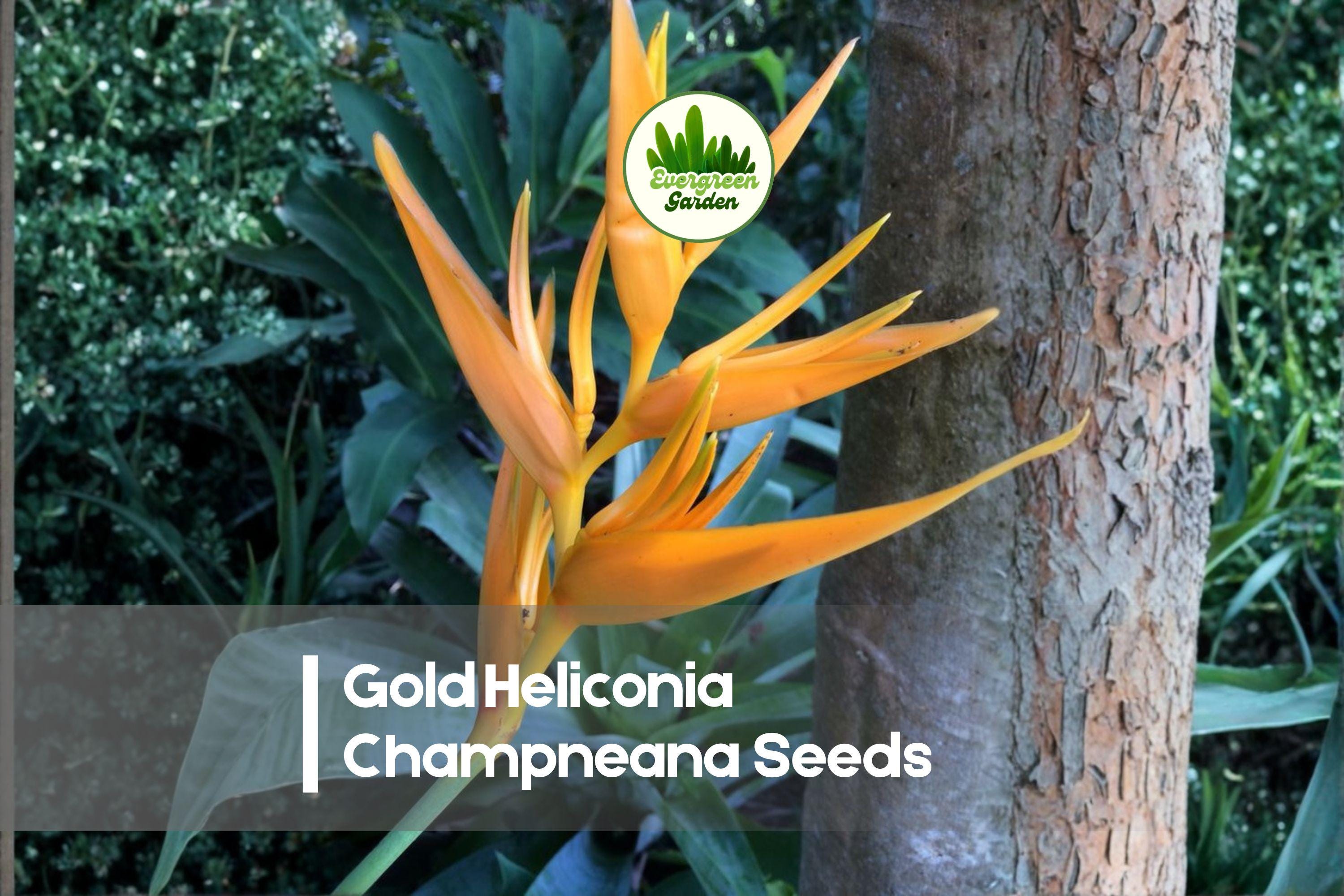 Gold Heliconia Seeds – Heliconia champneana, Tropical Perennial, Golden Bracts, Exotic Garden, Landscaping, Container Growing