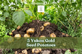 Yukon Gold Seed Potatoes – Non-GMO Starter Tubers for Home Gardening, Roasting, Mashing, Baked, Solanum tuberosum