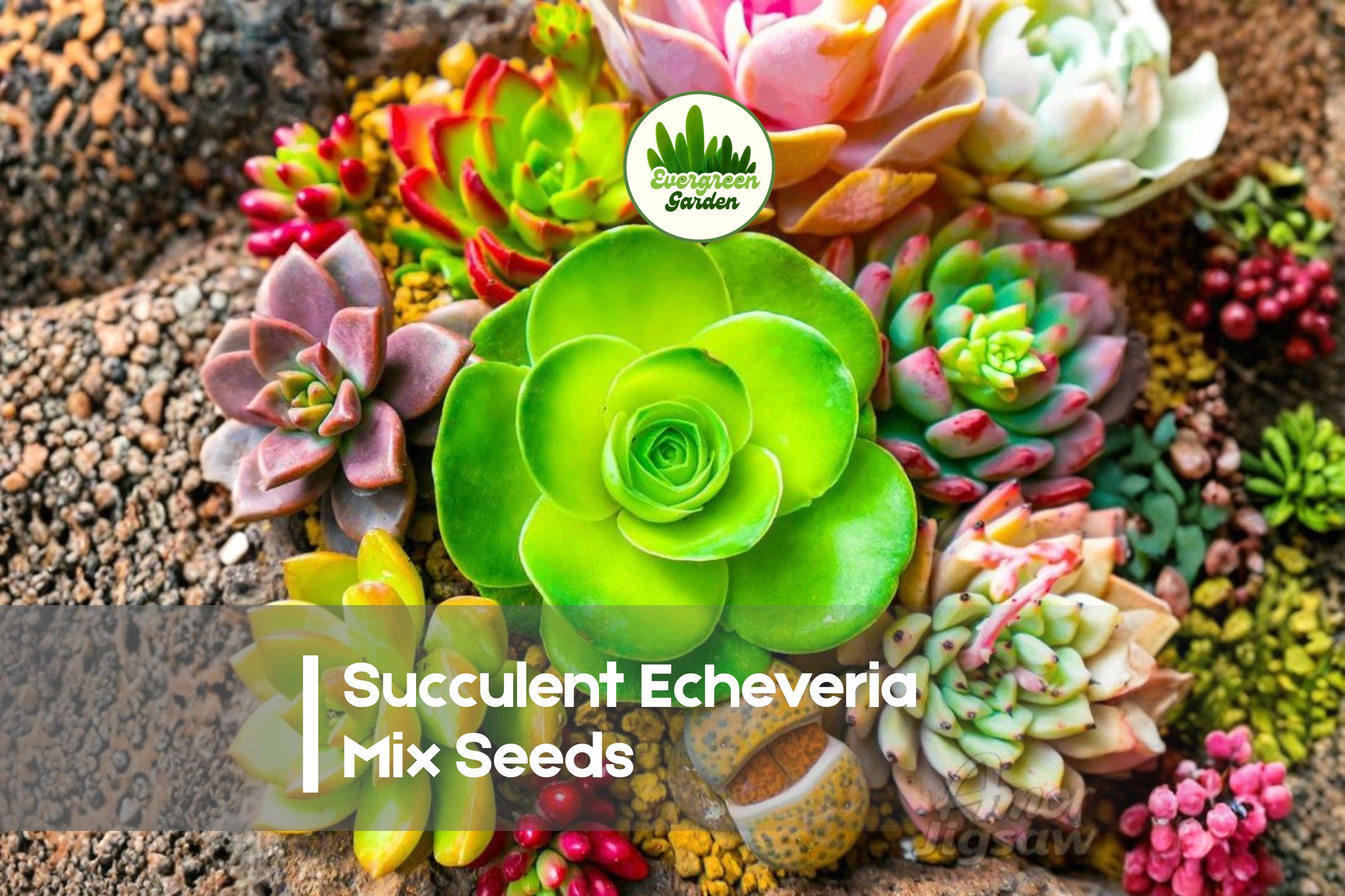 50 Succulent Echeveria Mix Seeds – Assorted Rosette-forming Succulents for Indoor Gardening and Containers