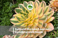 Sunburst Succulent Seeds – Aeonium davidbramwellii Variegated Rosette Plant for Pots & Indoor Gardens