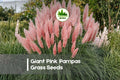 100 Pink Pampas Grass Seeds - Ornamental Cortaderia selloana with Tall Pink Plumes for Landscaping, Borders & Dried Arrangements
