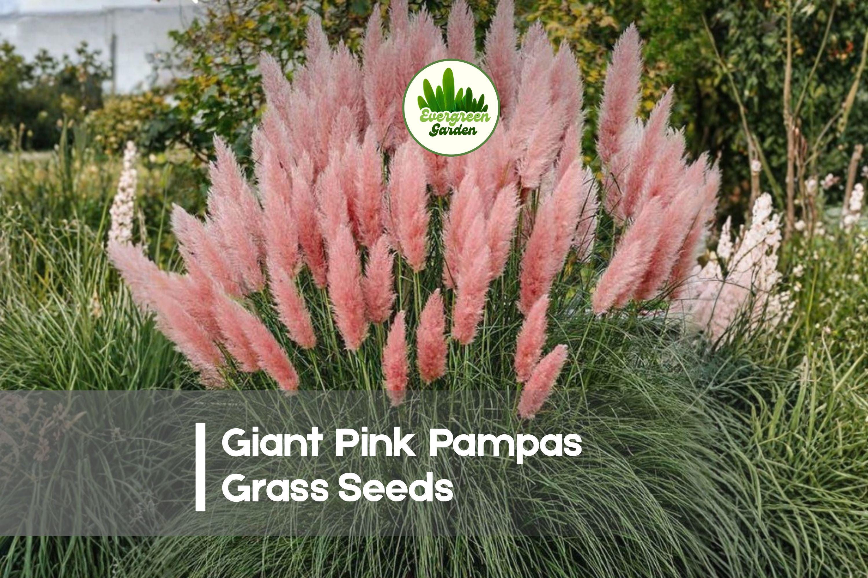 100 Pink Pampas Grass Seeds - Ornamental Cortaderia selloana with Tall Pink Plumes for Landscaping, Borders & Dried Arrangements