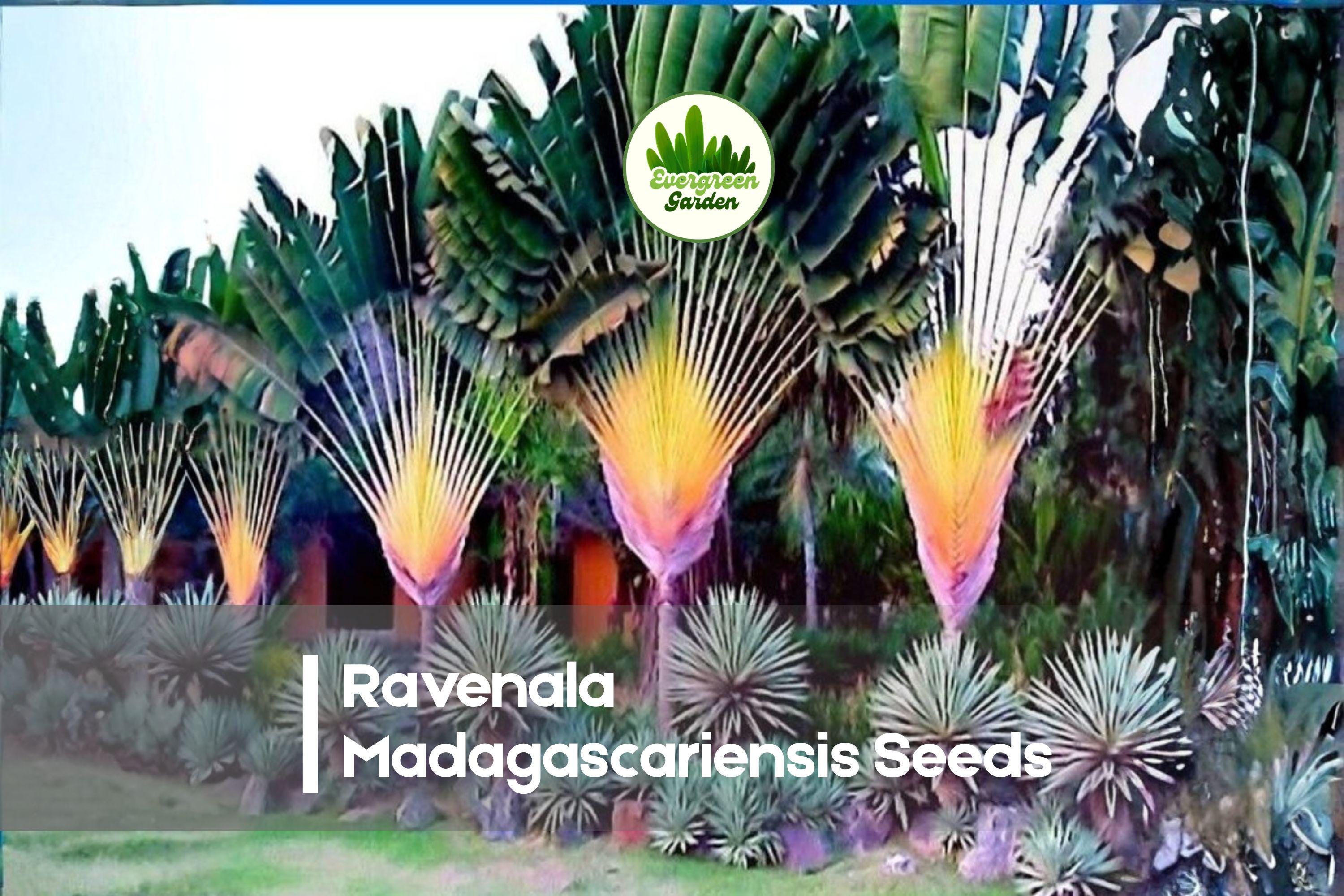 Travelers Palm Seeds, Ravenala madagascariensis, Tropical Ornamental, Fan-Shaped Leaves, Exotic Landscape Plant, 5 Seeds