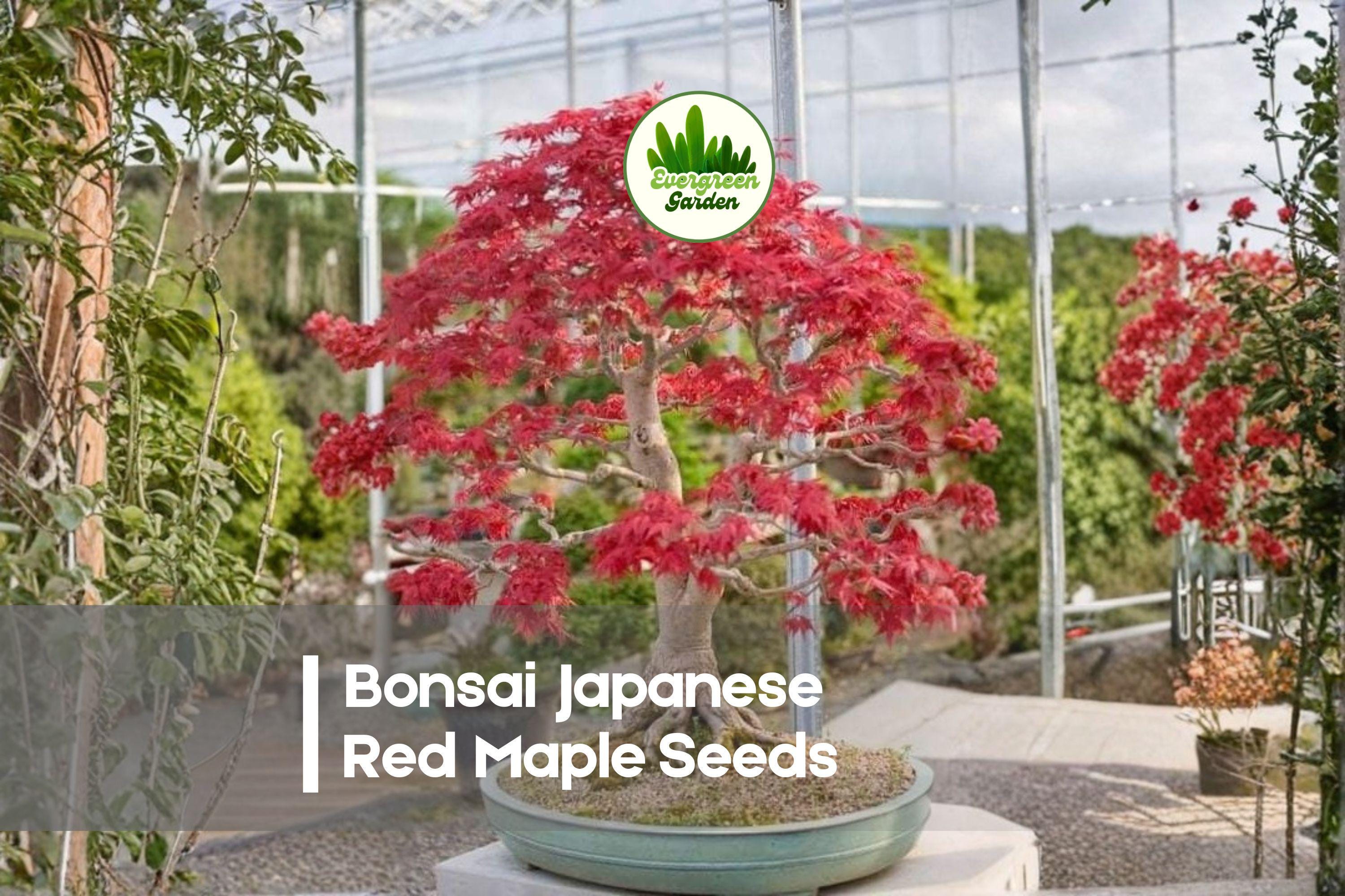 Japanese Red Maple Seeds - Acer palmatum, Vibrant Red Foliage, Bonsai & Ornamental Tree, Pack of 50