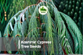Kashmir Cypress Tree Seeds, Evergreen, Soft Blue-Green Foliage, Ornamental Landscape, Bonsai, Cupressus cashmeriana, 30 Seeds