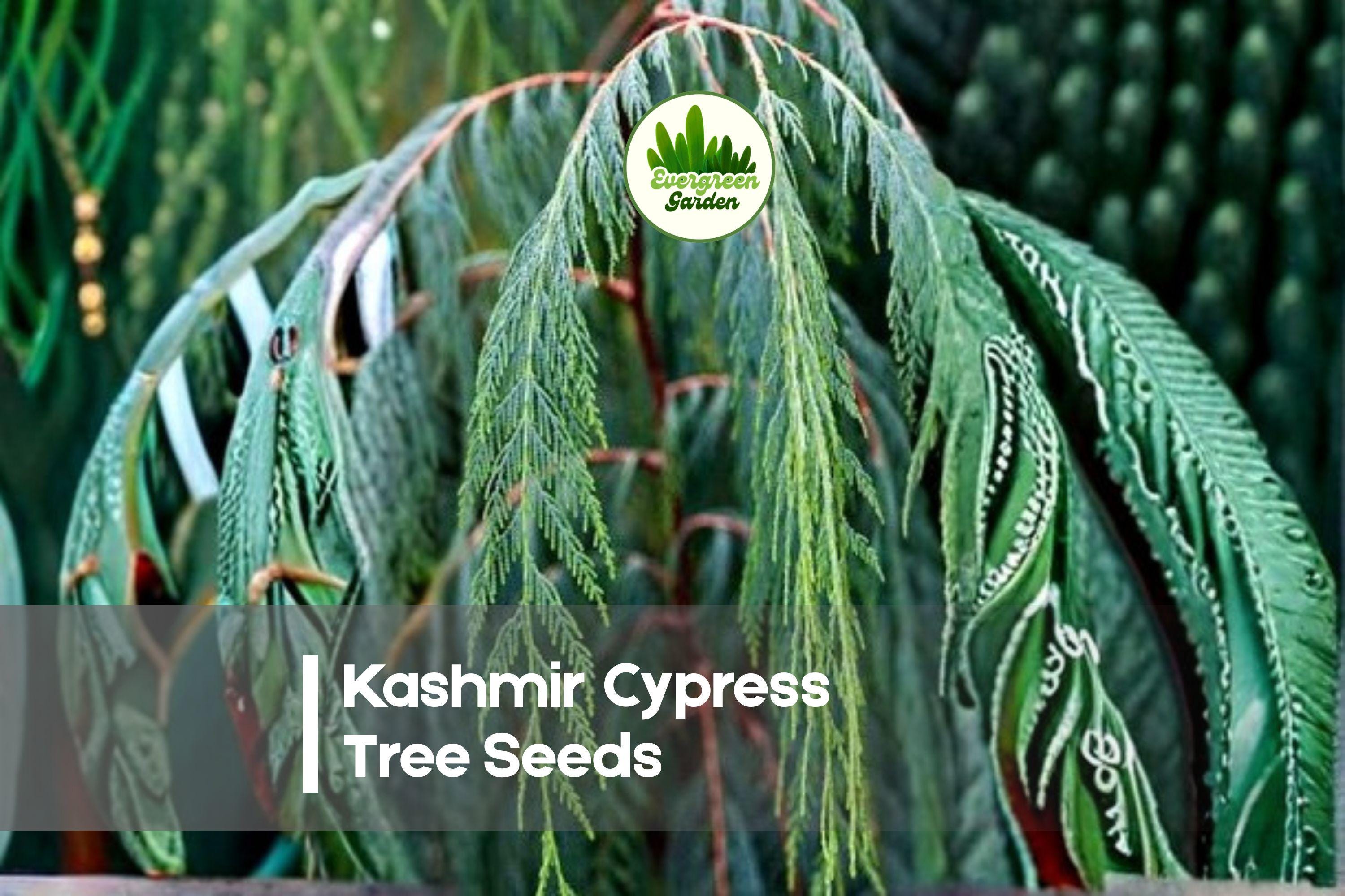 Kashmir Cypress Tree Seeds, Evergreen, Soft Blue-Green Foliage, Ornamental Landscape, Bonsai, Cupressus cashmeriana, 30 Seeds