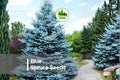 Blue Spruce Seeds 30 Picea pungens glauca Evergreen Tree for Landscaping, Windbreaks, and Ornamental Planting