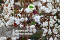 50 American Cotton Seeds Gossypium hirsutum - Grow Your Own Cotton Plant, Decorative Flowers & Fluffy Bolls