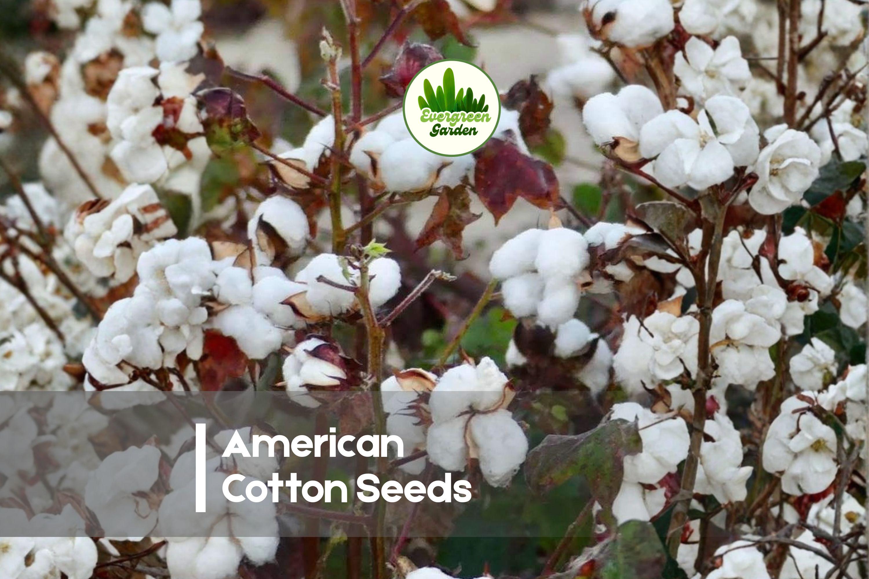50 American Cotton Seeds Gossypium hirsutum - Grow Your Own Cotton Plant, Decorative Flowers & Fluffy Bolls