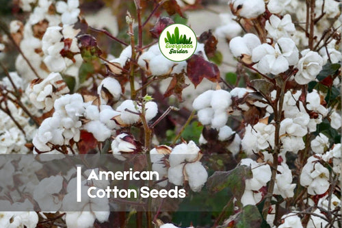 50 American Cotton Seeds Gossypium hirsutum - Grow Your Own Cotton Plant, Decorative Flowers & Fluffy Bolls