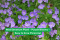 Wild Geranium Plant – Purple Blooms – Perennial Garden Flower – Geranium maculatum