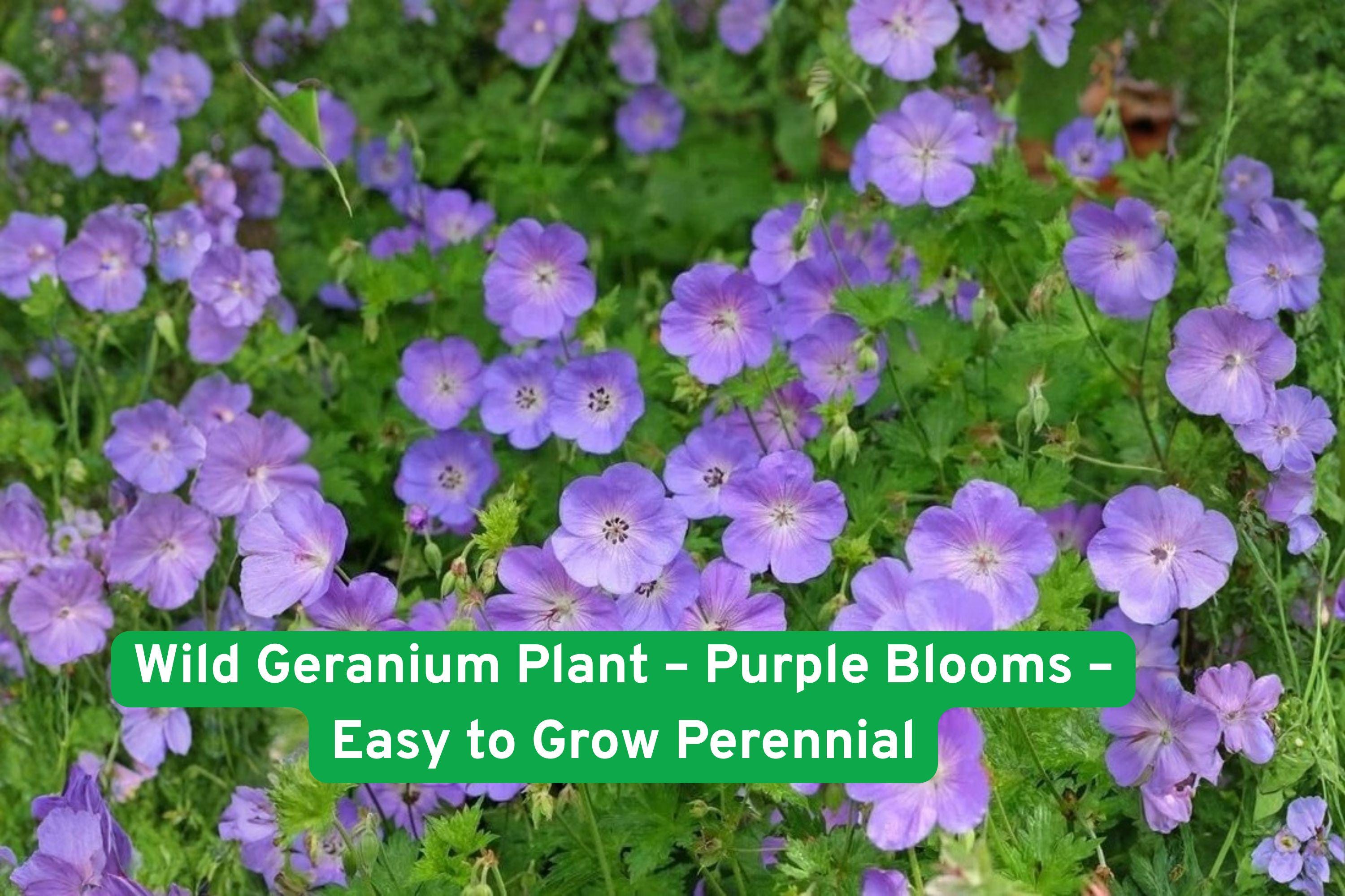 Wild Geranium Plant – Purple Blooms – Perennial Garden Flower – Geranium maculatum