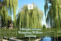 Bright Green Weeping Willow Cutting | Live Rooted Salix babylonica Tree Start for Garden, Pond, Landscape
