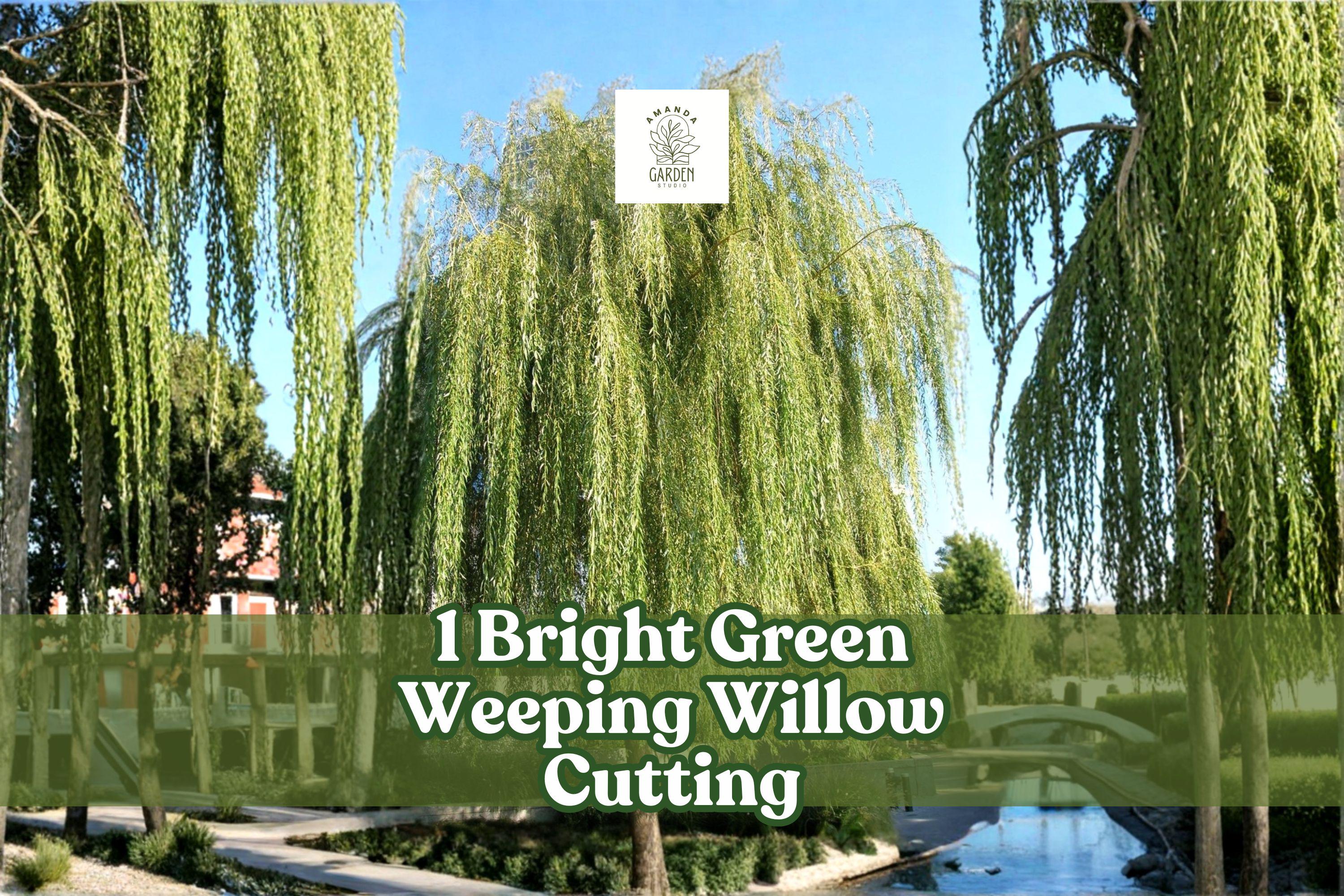 Bright Green Weeping Willow Cutting | Live Rooted Salix babylonica Tree Start for Garden, Pond, Landscape