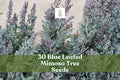 Blue Leafed Mimosa Tree Seeds, Acacia baileyana Purpurea, Ornamental Garden Tree, Silvery-Blue Foliage, Drought-Tolerant, Fast-Growing