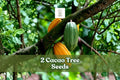 2 Cacao Tree Seeds Theobroma Cacao | Exotic Tropical Fruit Plant | Rare Cocoa Tree for Indoor & Greenhouse Growing