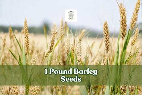 1 Pound Whole Barley Seeds Hordeum vulgare for Sprouting, Juicing & Home Brewing Non-GMO Grain