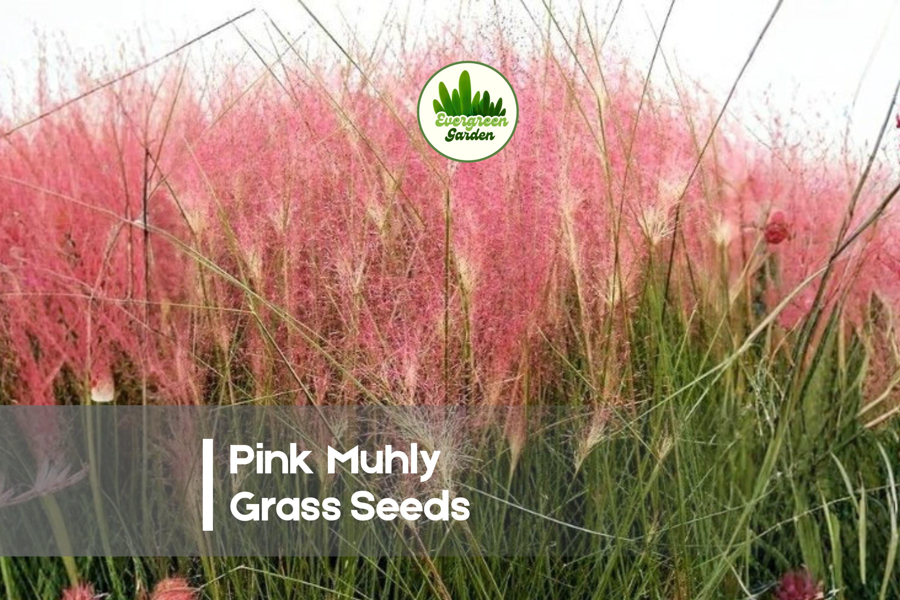 Pink Muhly Grass Seeds - Ornamental Muhlenbergia capillaris for Landscaping, Borders, and Gardens, Drought Tolerant, Airy Pink Plumes