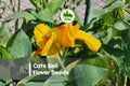 Cat’s Bell Flower Seeds - Bright Yellow Bell-Shaped Blooms, Upright Growth, Crotalaria spectabilis, Wildflower & Border Plant