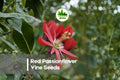 Red Passionflower Vine Seeds, Passiflora princeps, Climbing Flowering Plant, Exotic Red Blooms, Garden Trellis Plant
