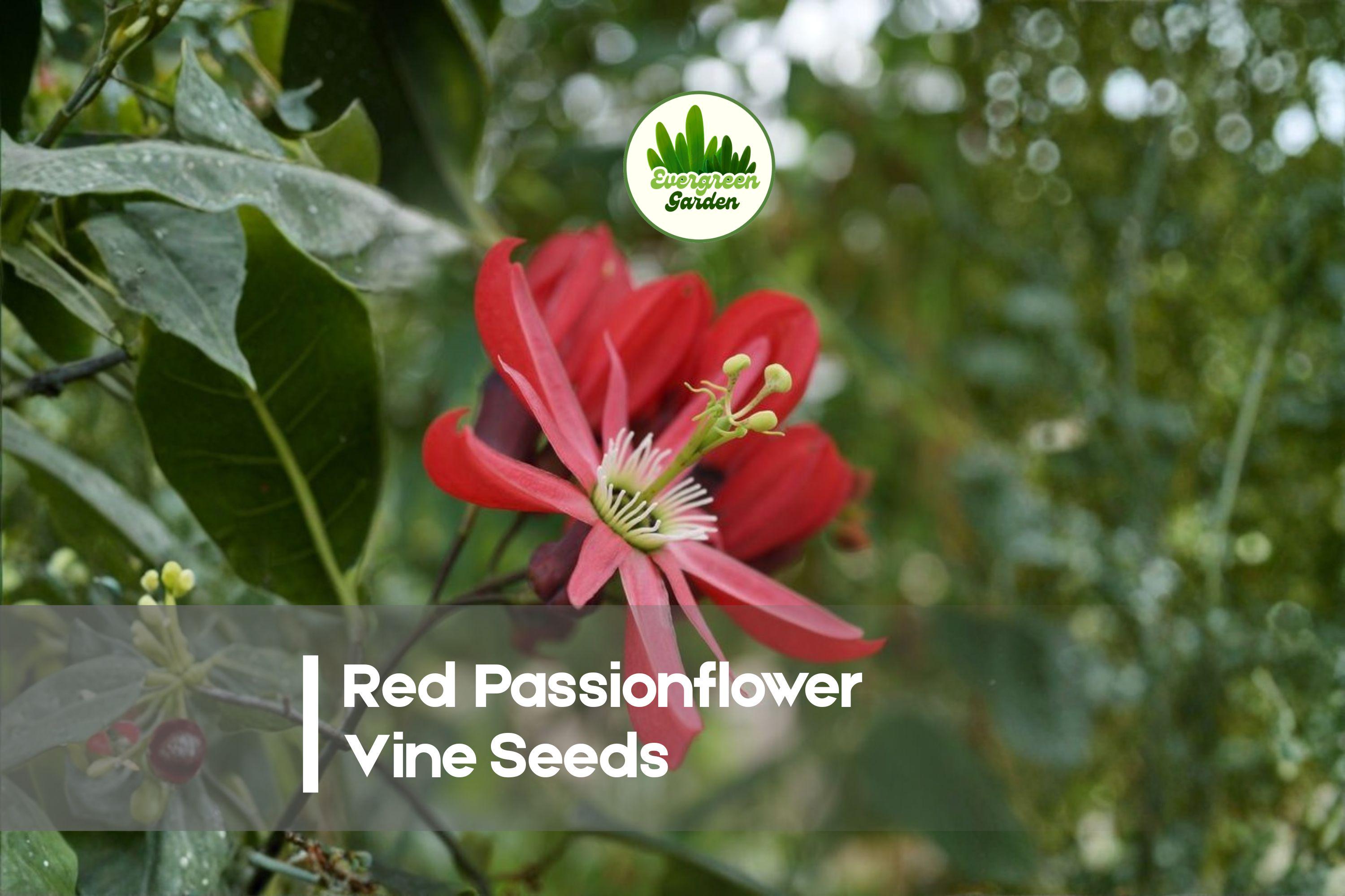 Red Passionflower Vine Seeds, Passiflora princeps, Climbing Flowering Plant, Exotic Red Blooms, Garden Trellis Plant