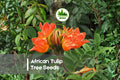 African Tulip Tree Seeds - 30 Premium Spathodea campanulata Flowering Tree for Tropical Gardens and Landscaping