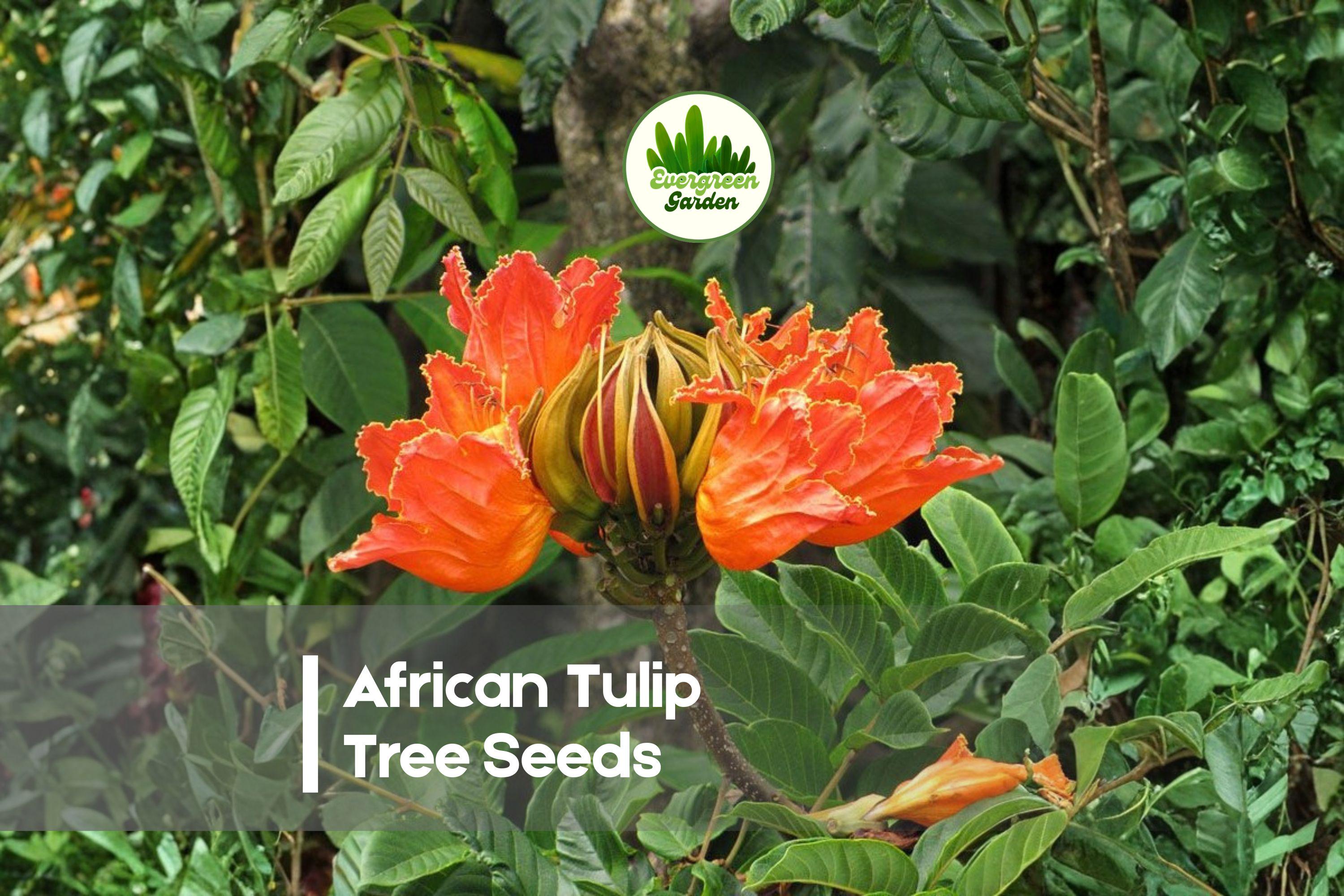 African Tulip Tree Seeds - 30 Premium Spathodea campanulata Flowering Tree for Tropical Gardens and Landscaping