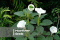 50 Moonflower Seeds - Night-Blooming Climbing Vine with Large White Flowers - Ipomoea alba