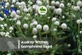 50 Audray White Gomphrena Seeds – Globe Amaranth, White, Heat-Tolerant Annual for Borders, Cut Flowers, Gardens