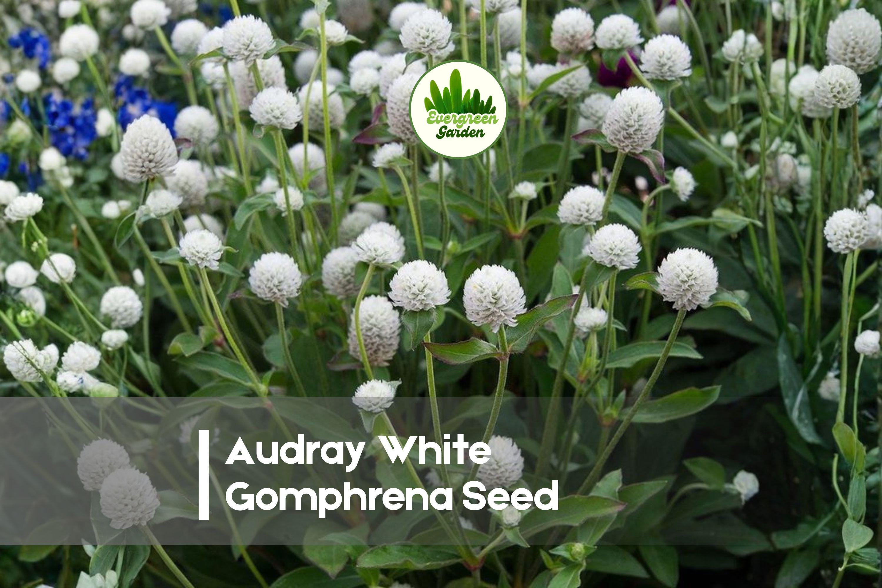 50 Audray White Gomphrena Seeds – Globe Amaranth, White, Heat-Tolerant Annual for Borders, Cut Flowers, Gardens