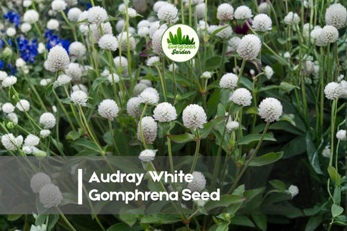 50 Audray White Gomphrena Seeds – Globe Amaranth, White, Heat-Tolerant Annual for Borders, Cut Flowers, Gardens
