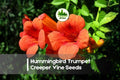25 Trumpet Creeper Vine Seeds, Campsis radicans, Vibrant Orange-Red Flowers, Climbing, Fast-Growing, Outdoor Garden Plant
