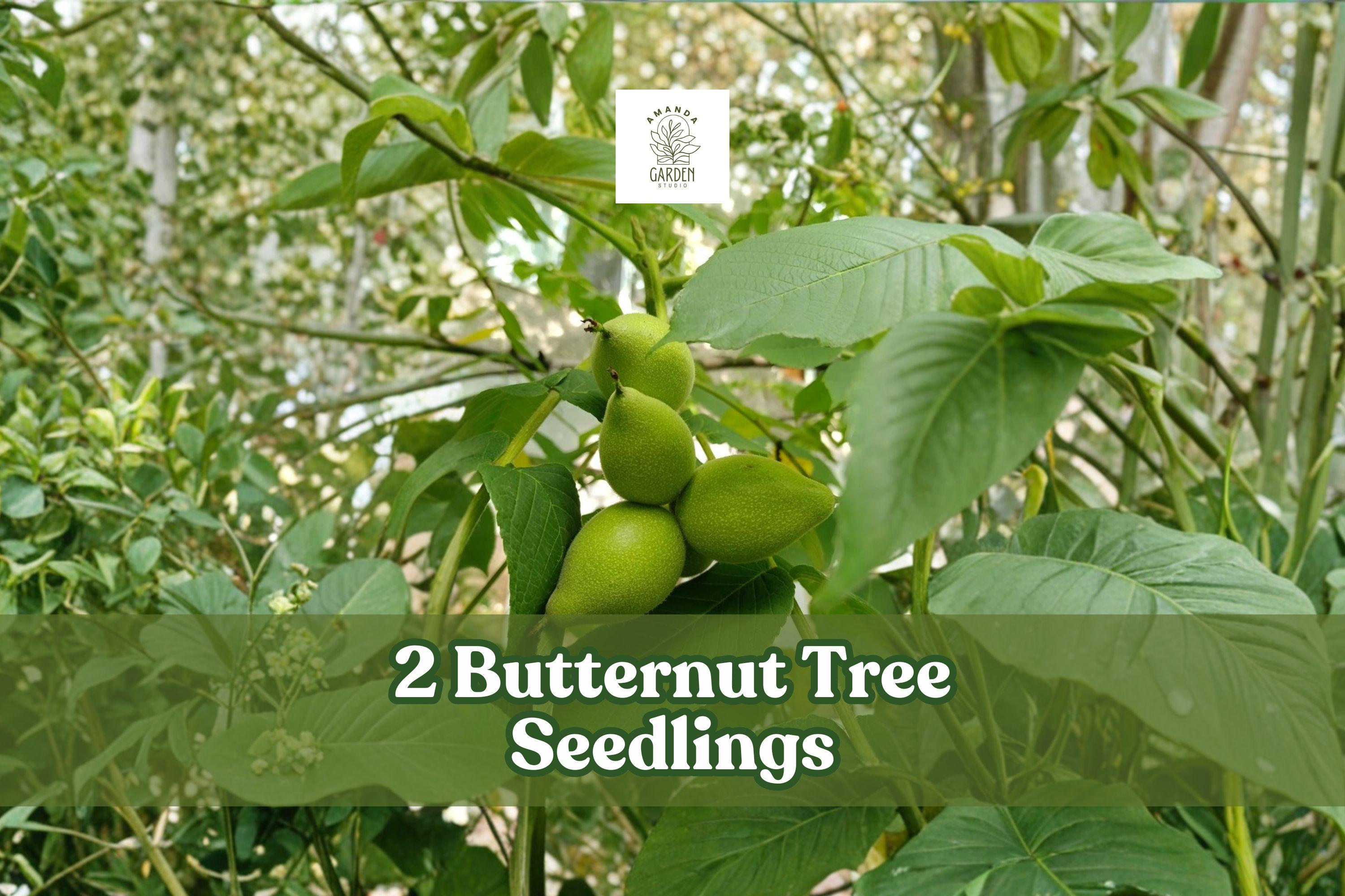 Butternut Tree Seedlings | Juglans cinerea | White Walnut Nut Trees | Hardy Live Planting Pack of 2