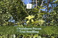 Northern Pecan Tree Seedling | Carya illinoinensis | Live Nut Tree for Shade & Nut Production