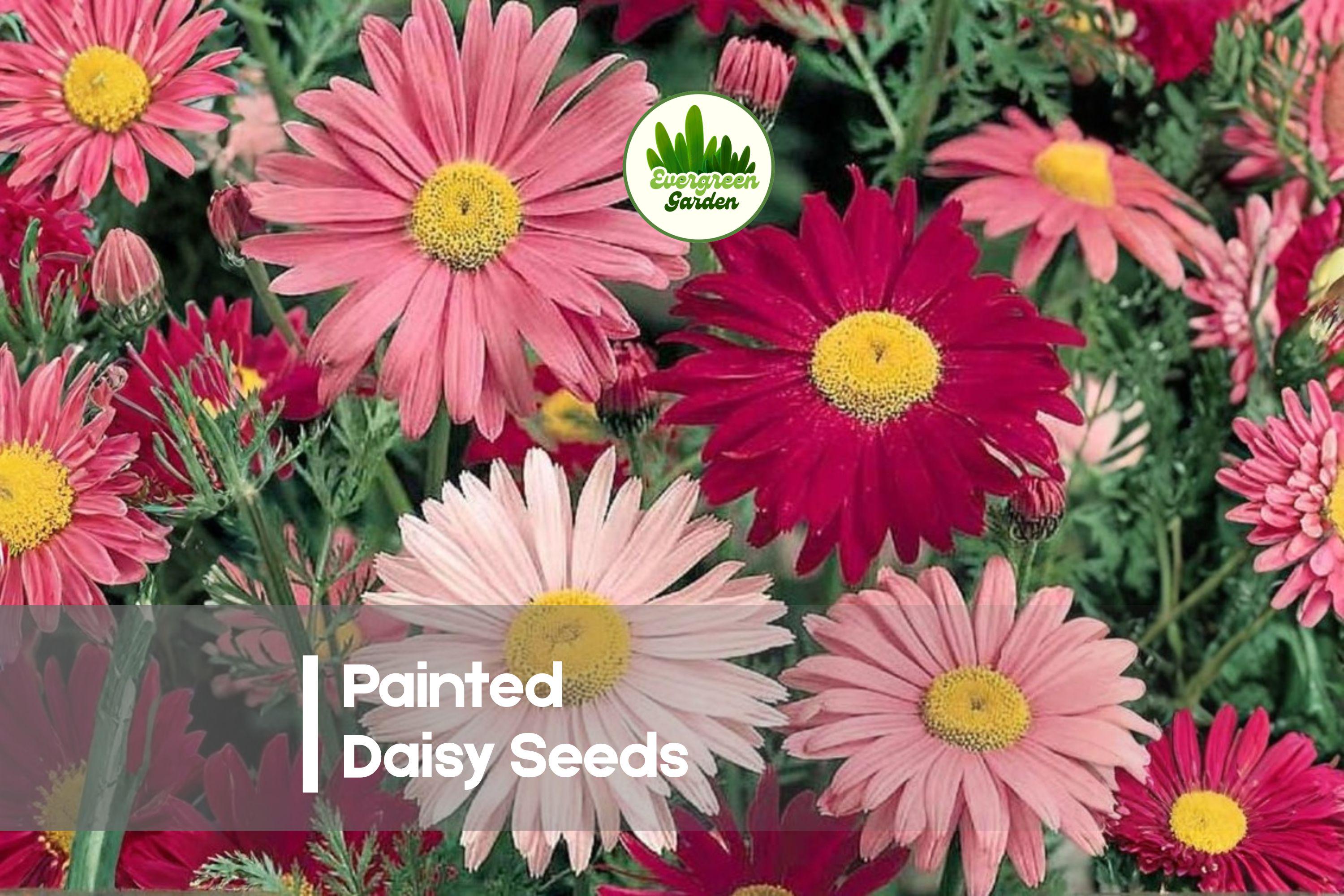 2,500 Painted Daisy Seeds - Bright Mixed Colors, Easy to Grow Perennial Flower, Tanacetum coccineum for Borders & Cut Flowers