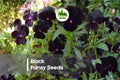 Black Pansy Seeds – Viola x wittrockiana, 100 Pack, Deep Velvety Blooms, Cool-Season Annual for Pots & Borders