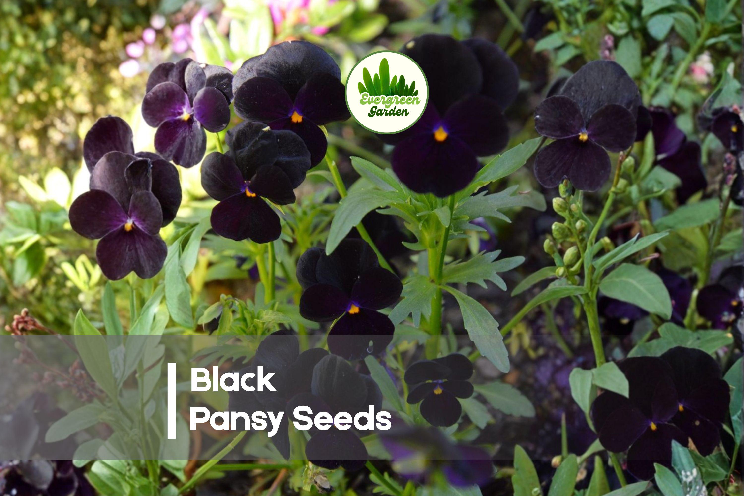 Black Pansy Seeds – Viola x wittrockiana, 100 Pack, Deep Velvety Blooms, Cool-Season Annual for Pots & Borders