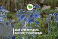25 Blue Star Eryngium Sea Holly Flower Seeds – Drought Tolerant, Metallic Blue Blooms, Perennial Garden, Cut & Dried Flowers