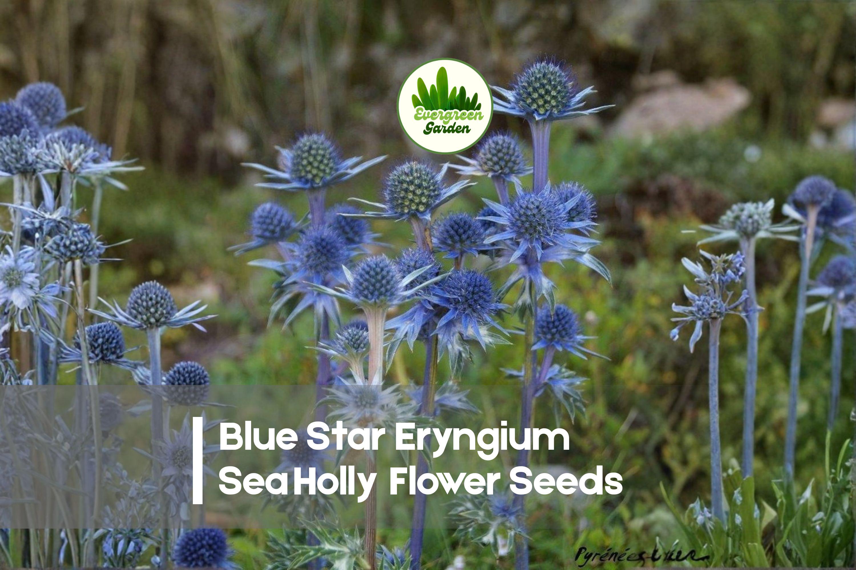 25 Blue Star Eryngium Sea Holly Flower Seeds – Drought Tolerant, Metallic Blue Blooms, Perennial Garden, Cut & Dried Flowers