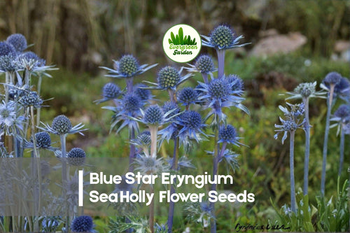 25 Blue Star Eryngium Sea Holly Flower Seeds – Drought Tolerant, Metallic Blue Blooms, Perennial Garden, Cut & Dried Flowers