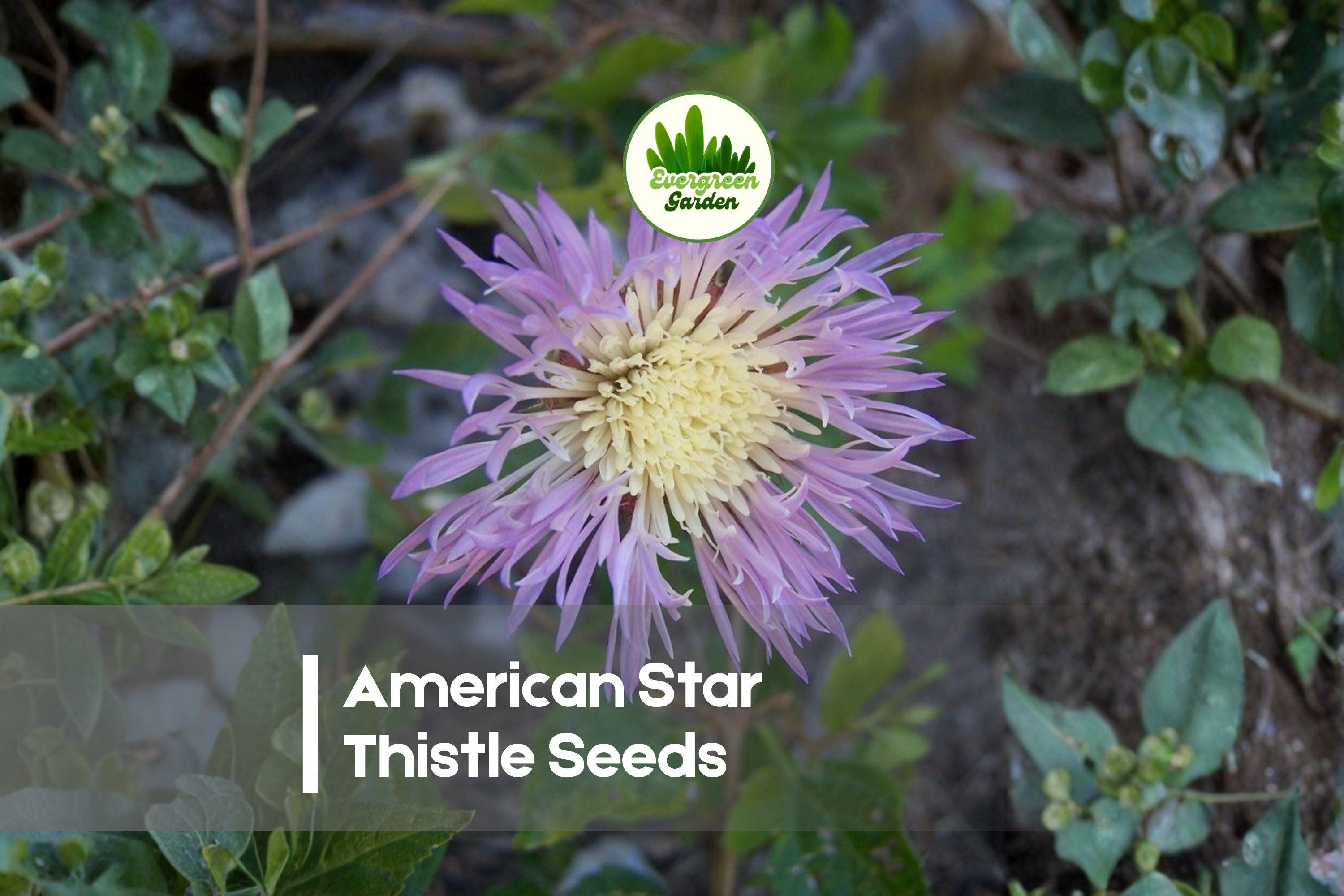 American Star Thistle Seeds, Centaurea americana, Wildflower, Pink Fluffy Blooms, Pollinator-Friendly, 100 Pack