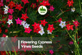 50 Cypress Vine Seeds - Star-Shaped Flowering Ipomoea quamoclit Climbing Vine for Fences & Trellises