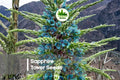 10 Sapphire Tower Seeds - Puya alpestris Rare Ornamental Plant with Turquoise-Blue Blooms, Drought Tolerant, Full Sun, Exotic Garden