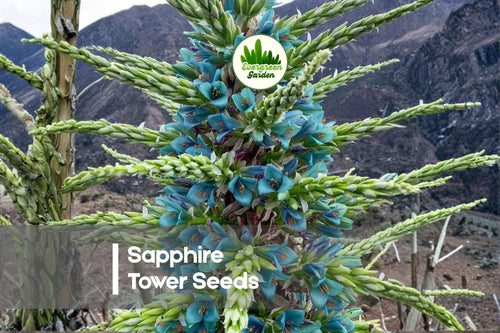 10 Sapphire Tower Seeds - Puya alpestris Rare Ornamental Plant with Turquoise-Blue Blooms, Drought Tolerant, Full Sun, Exotic Garden