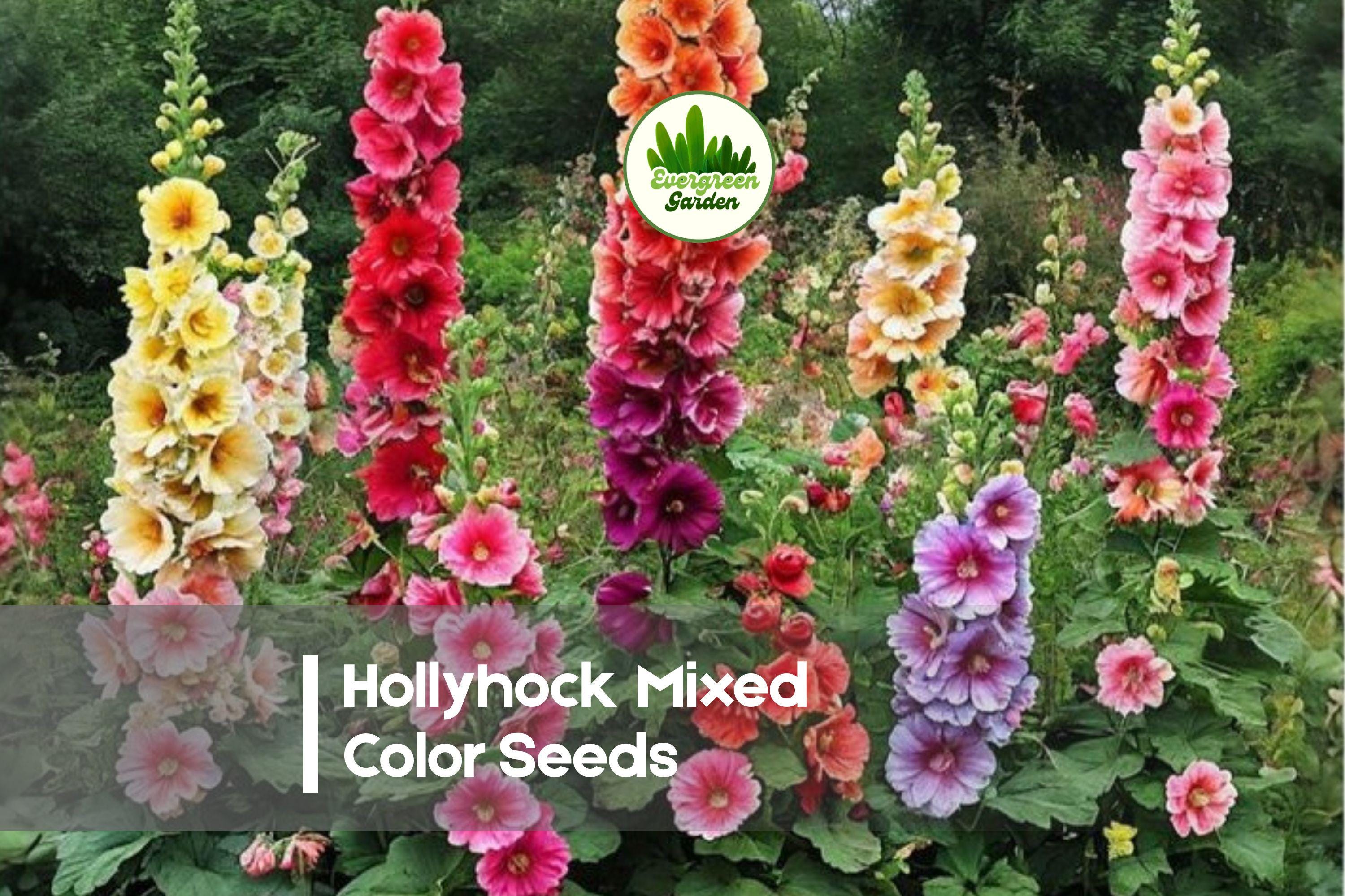 Hollyhock Seeds 100 Mixed Color Flowering Perennial Alcea rosea for Borders & Cottage Gardens