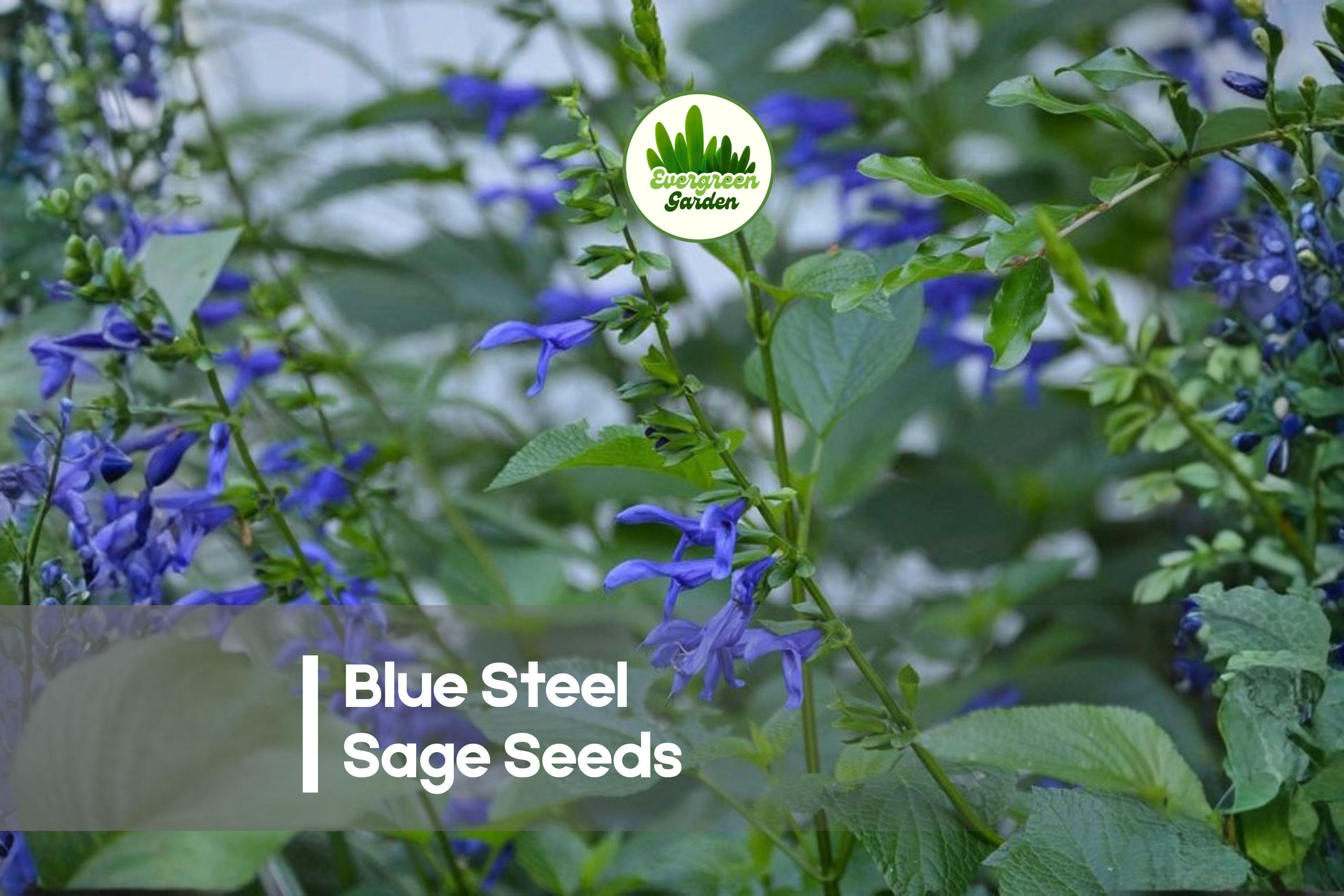 Blue Steel Sage Seeds – 50 Pack, Salvia farinacea, Drought Tolerant, Pollinator Friendly, Perennial or Annual